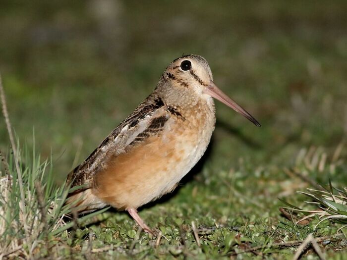 American Woodcock Becomes Internet’s Favorite With Its Weird Way Of Walking