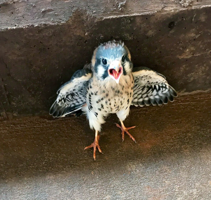 Found A Baby Hawk At Work Today
