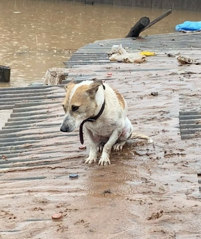 These Dedicated Volunteers Are Rescuing Thousands Of Animals From Rio Grande Do Sul Floods These Dedicated Volunteers Are Rescuing Thousands Of Animals From Rio Grande Do Sul Floods