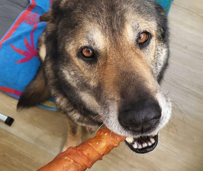Senior Stray Dog From Spain Can’t Stop Smiling After Getting Rescued And Adopted By A Family In The UK Senior Stray Dog From Spain Can’t Stop Smiling After Getting Rescued And Adopted By A Family In The UK