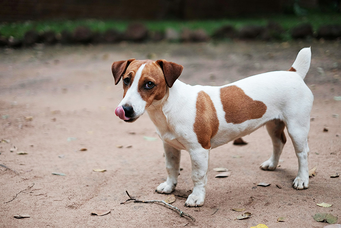 “Re-Home Her Or He’s Out”: Entitled BF Makes Demands About Woman’s Dog, Regrets It “Re-Home Her Or He’s Out”: Entitled BF Makes Demands About Woman’s Dog, Regrets It