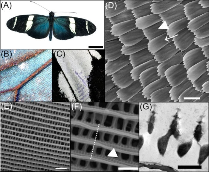Butterflies’ Scale Nano-Structures Are So Powerful That They Don’t Fade From Ultraviolet Sun Rays Butterflies’ Scale Nano-Structures Are So Powerful That They Don’t Fade From Ultraviolet Sun Rays