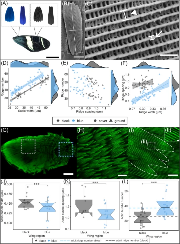 Butterflies’ Scale Nano-Structures Are So Powerful That They Don’t Fade From Ultraviolet Sun Rays Butterflies’ Scale Nano-Structures Are So Powerful That They Don’t Fade From Ultraviolet Sun Rays