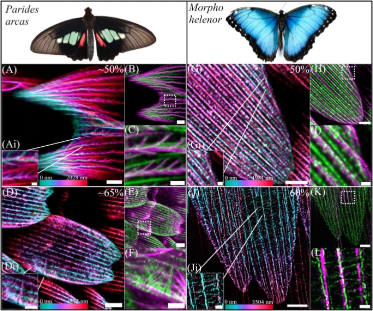 Butterflies’ Scale Nano-Structures Are So Powerful That They Don’t Fade From Ultraviolet Sun Rays Butterflies’ Scale Nano-Structures Are So Powerful That They Don’t Fade From Ultraviolet Sun Rays