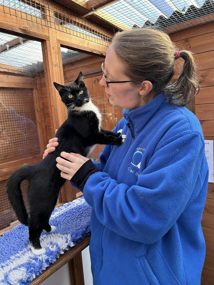 This Retirement Cat Village Has 17 Cats That Live Out Their Days In Mini Cottages This Retirement Cat Village Has 17 Cats That Live Out Their Days In Mini Cottages