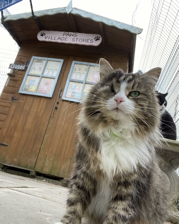 This Retirement Cat Village Has 17 Cats That Live Out Their Days In Mini Cottages This Retirement Cat Village Has 17 Cats That Live Out Their Days In Mini Cottages