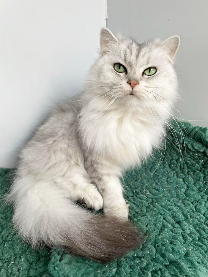 This Retirement Cat Village Has 17 Cats That Live Out Their Days In Mini Cottages This Retirement Cat Village Has 17 Cats That Live Out Their Days In Mini Cottages