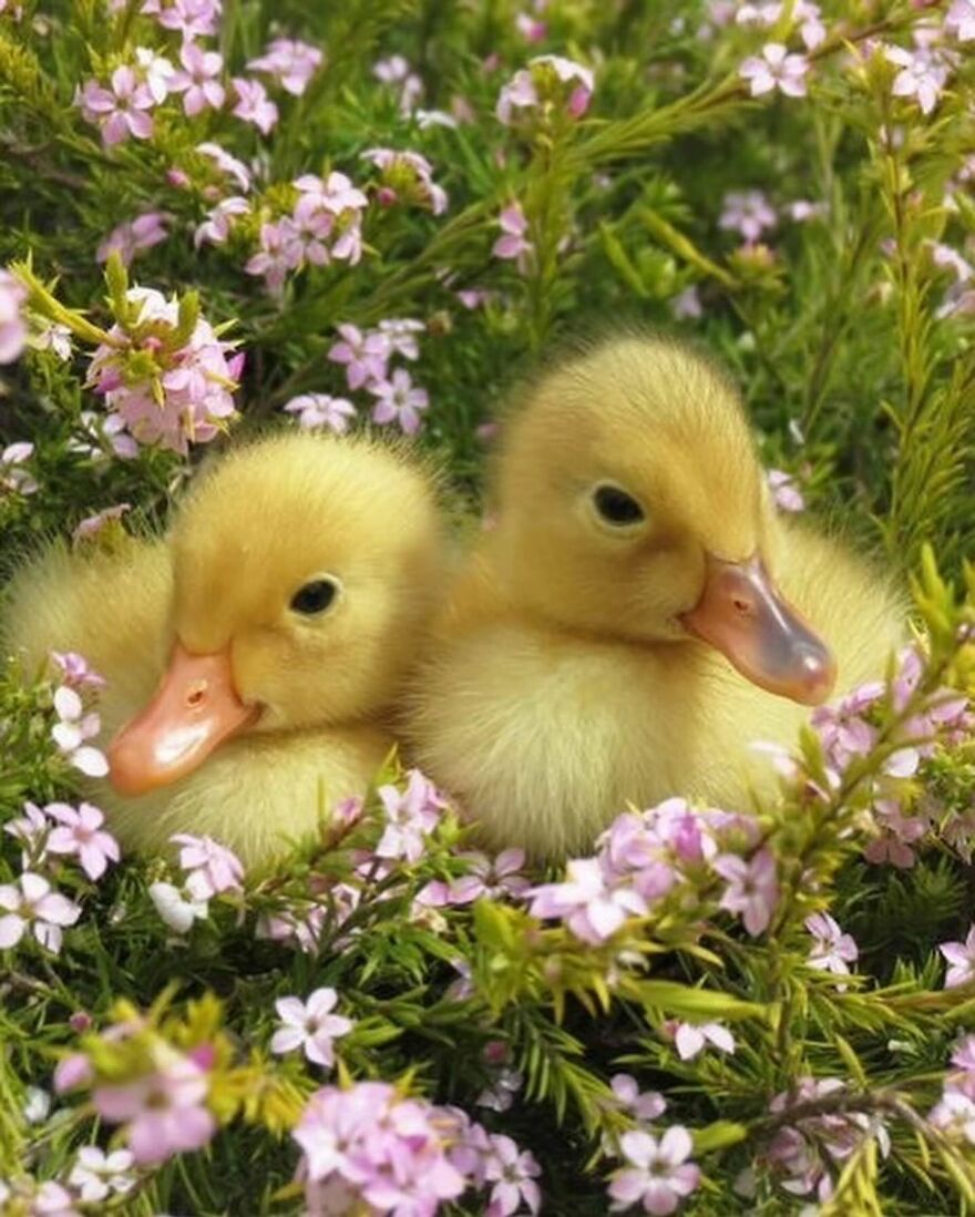 30 Heart Warming Pictures Of Cute Ducks That Might Turn Your Day Around 30 Heart Warming Pictures Of Cute Ducks That Might Turn Your Day Around