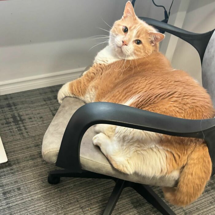 Meet Axel: The 43-Pound Cat Whose Weight Loss Journey Will Melt Your Heart Meet Axel: The 43-Pound Cat Whose Weight Loss Journey Will Melt Your Heart