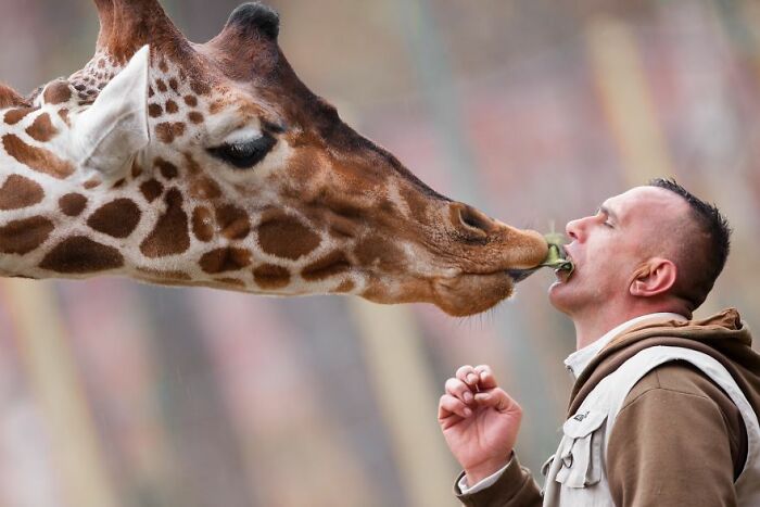 A Heartbreaking Day At The Macedonian Zoo: Zookeeper And Giraffe Both Pass Away, Leaving A Legacy A Heartbreaking Day At The Macedonian Zoo: Zookeeper And Giraffe Both Pass Away, Leaving A Legacy