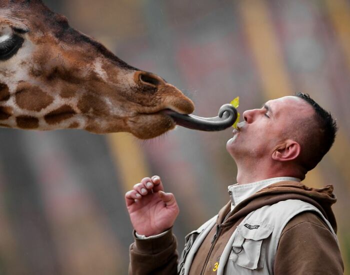 A Heartbreaking Day At The Macedonian Zoo: Zookeeper And Giraffe Both Pass Away, Leaving A Legacy A Heartbreaking Day At The Macedonian Zoo: Zookeeper And Giraffe Both Pass Away, Leaving A Legacy