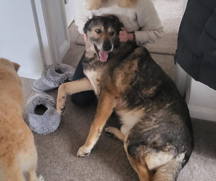 Senior Stray Dog From Spain Can’t Stop Smiling After Getting Rescued And Adopted By A Family In The UK Senior Stray Dog From Spain Can’t Stop Smiling After Getting Rescued And Adopted By A Family In The UK