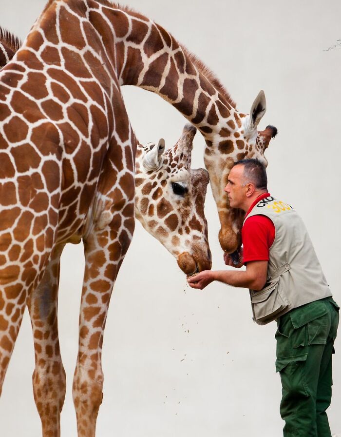 A Heartbreaking Day At The Macedonian Zoo: Zookeeper And Giraffe Both Pass Away, Leaving A Legacy A Heartbreaking Day At The Macedonian Zoo: Zookeeper And Giraffe Both Pass Away, Leaving A Legacy