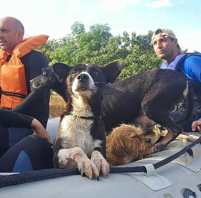 These Dedicated Volunteers Are Rescuing Thousands Of Animals From Rio Grande Do Sul Floods These Dedicated Volunteers Are Rescuing Thousands Of Animals From Rio Grande Do Sul Floods