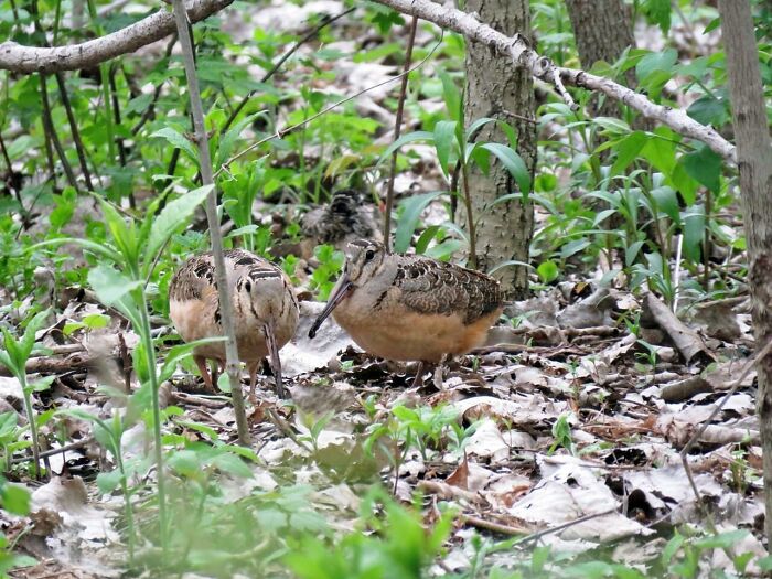 American Woodcock Becomes Internet’s Favorite With Its Weird Way Of Walking