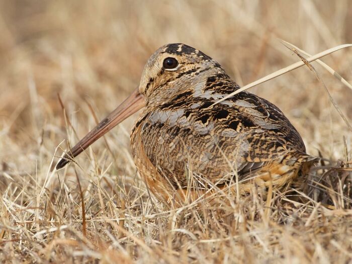 American Woodcock Becomes Internet’s Favorite With Its Weird Way Of Walking