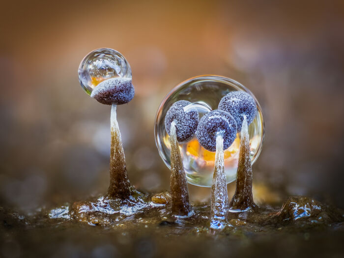 Finalist: "Slime Moulds And Raindrops" By Barry Webb