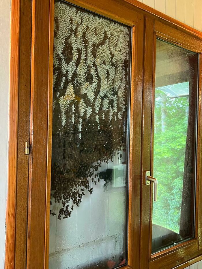 So, Some Bees Decided To Build A Hive Between The Window And The Shutters