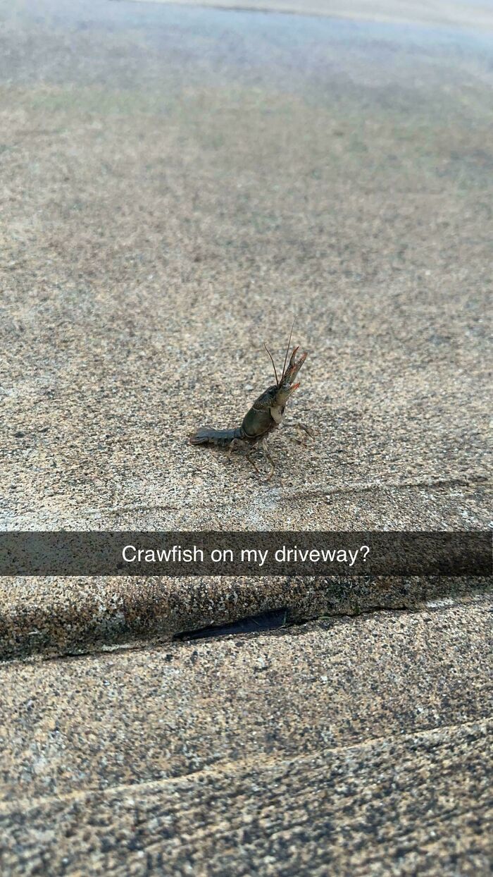 How Did A Crawfish End Up On My Driveway? I Don’t Live Near Any Rivers