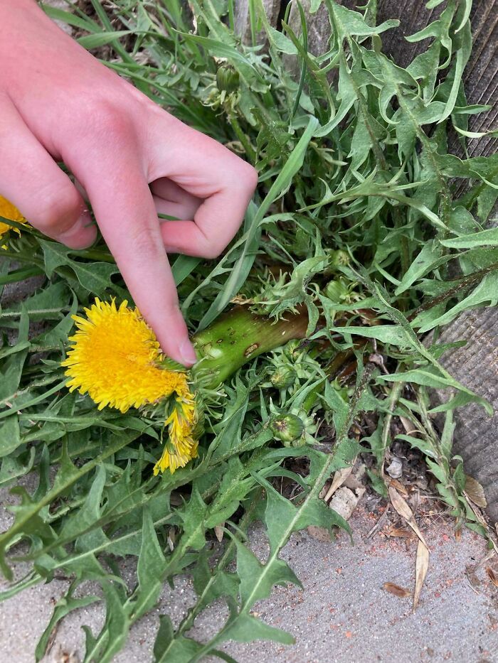 I Found A Bunch Of Dandelions Combined Into One :)