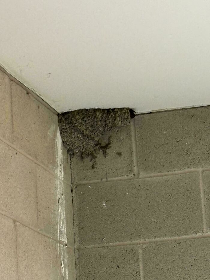 What Kind Of Nest Is This?