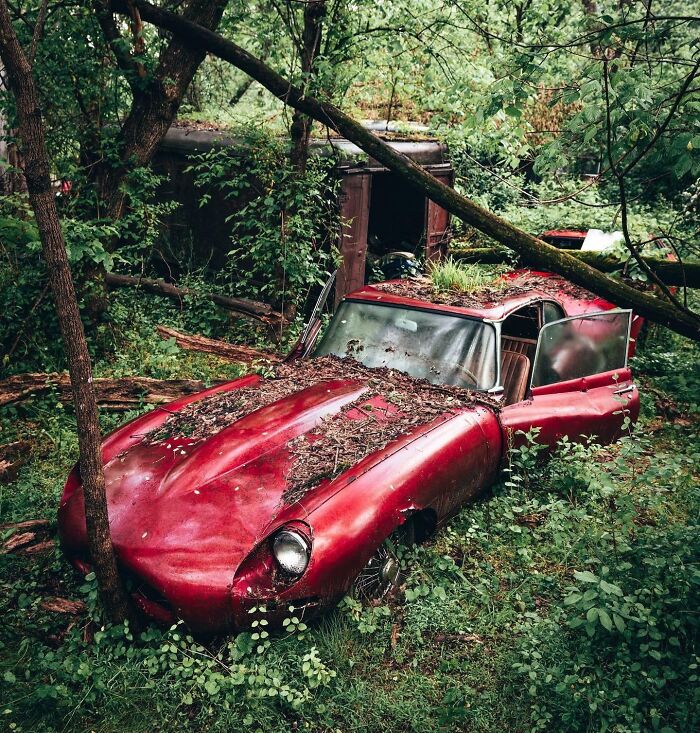 Abandoned Jaguar E-Type Hidden In The Forest