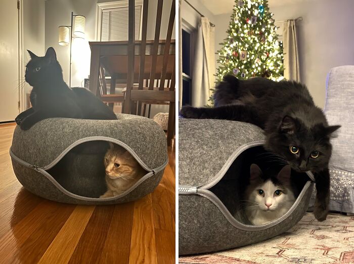 This Donut Cat Bed With 3 Toys Might Be The Only Bed Your Cat Doesn’t Give Up For Box