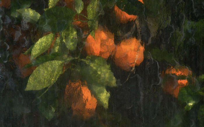 Oranges Photographed Through The Glass Pane Of A Greenhouse
