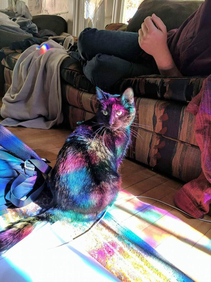 Cat Bathed In Light From Stained Glass Window