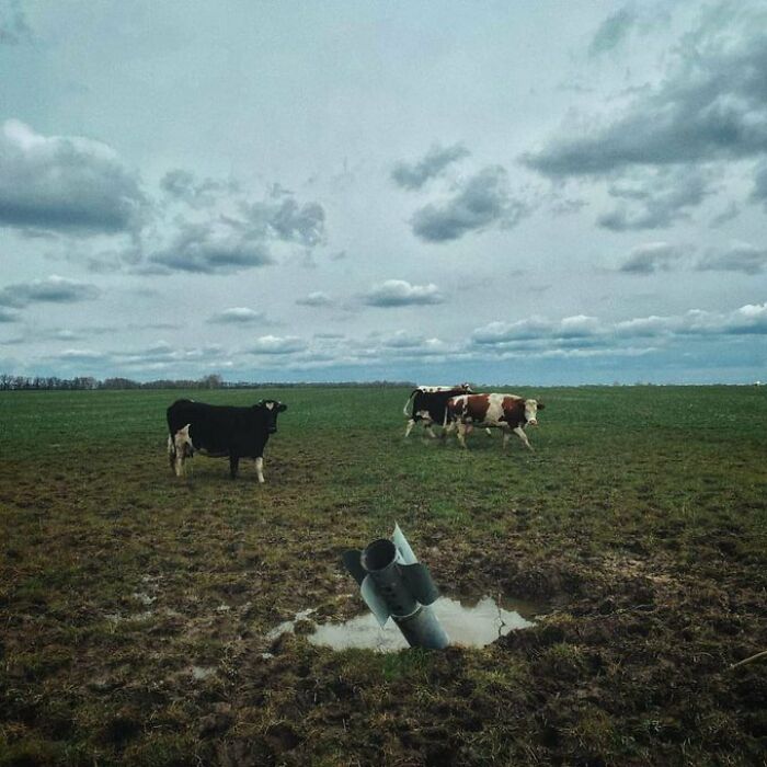 Ukrainian Cows [accidental Absurdism]