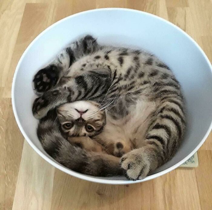 If I Fits, I Turns Into A Non-Newtonian Fluid And Just Sort Of Oozes Cuteness