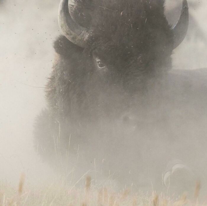 A Bison Wallows In The Dust On The American Prairie Reserve, In Central Montana. Credits: @amytoensing