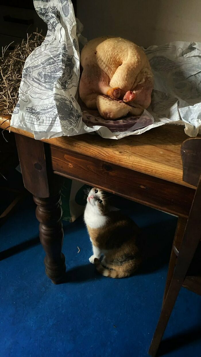 Cat Covets Whole-A*s Duck, Vermeer, 1659