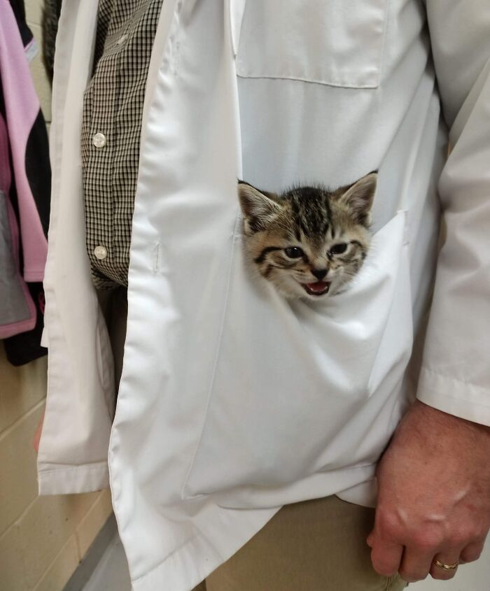 Vet Techs Are Getting A Lot Smaller These Days