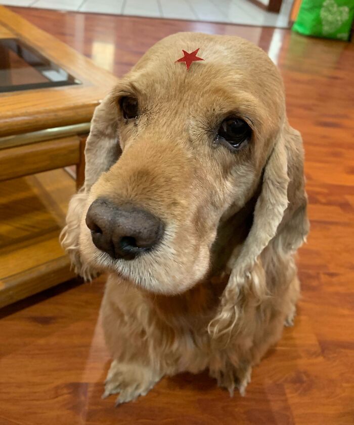 He Got A Star In The Vet Because He Is A Good Boy