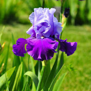 etherealrainbowcanvas avatar