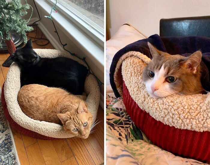 Wrap Your Fur Buddy In Warmth With Self Warming Round Pet Bed, Where Cozy Meets Comfy!