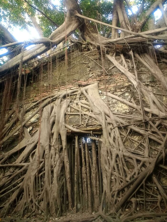 A House Devoured By A Hundred-Year-Old Banyan Tree