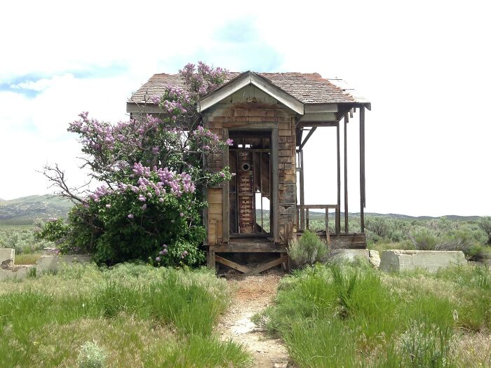 Abandoned Schoolhouse In Southern Idaho With Blossoming Lilac That Has Long Outlived The Building
