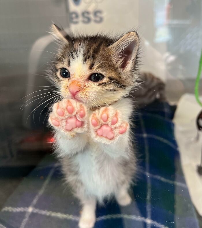 One Of The Kittens In Our Neonate Center At Work Decided To Show Off The Beans