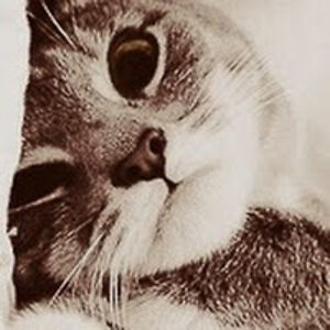 maxwellmxwtdcc avatar