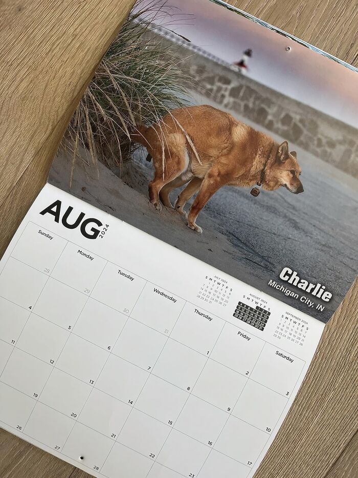 Add Some Cheer To Your Workday With The Pooping Pooches Calendar – It's The Playful Twist For Your Office Needs