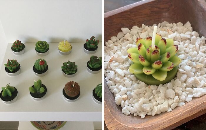 Upgrade Your Desk With Succulent Cactus Candles — Bringing Those Chill Desert Vibes And Refreshing Scents