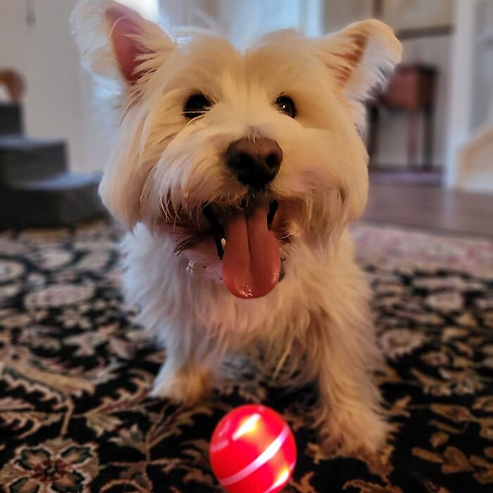 A Boring Game Of Fetch Is A Thing Of The Past With This Interactive Dog Ball That Will Be Your Pup’s New Favorite Plaything 