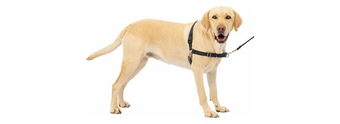 dog wears Petsafe Easy Walk Dog Harness