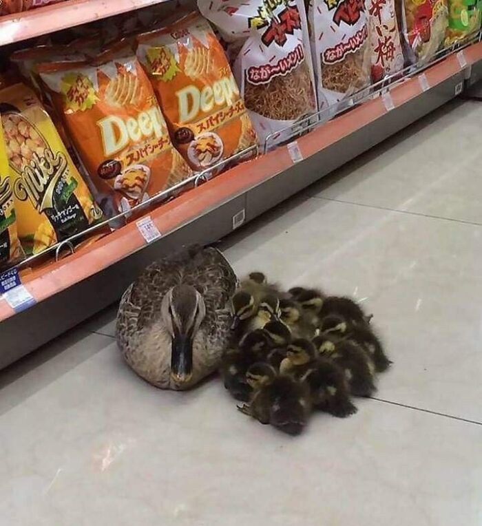 I Think Someone Spilled A Bag Of Ducks Near Aisle 6