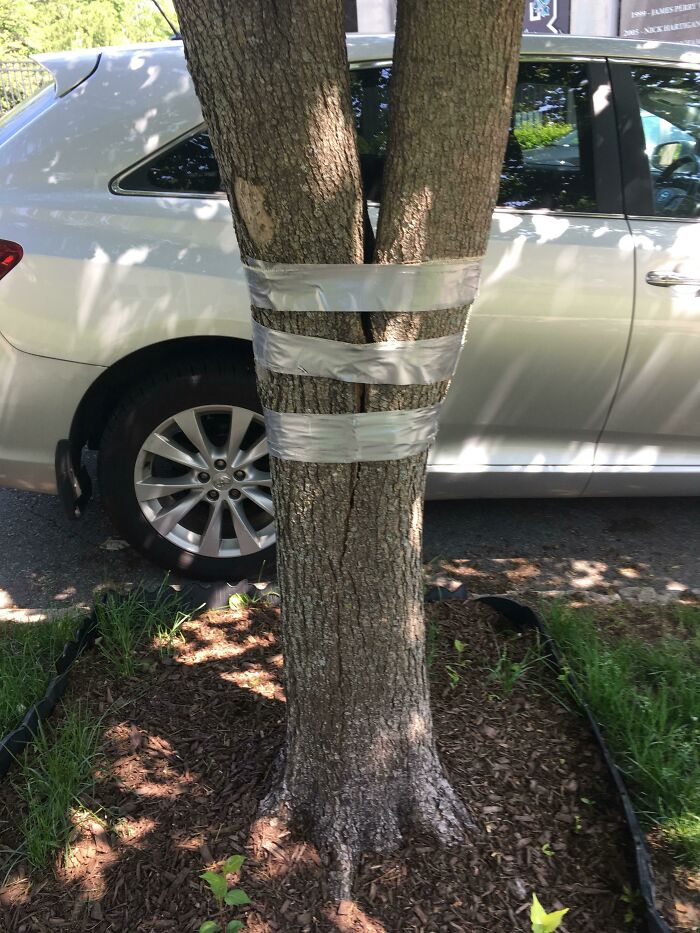 My Neighbor's Tree Split In A Storm. He Taped It Back Together Again