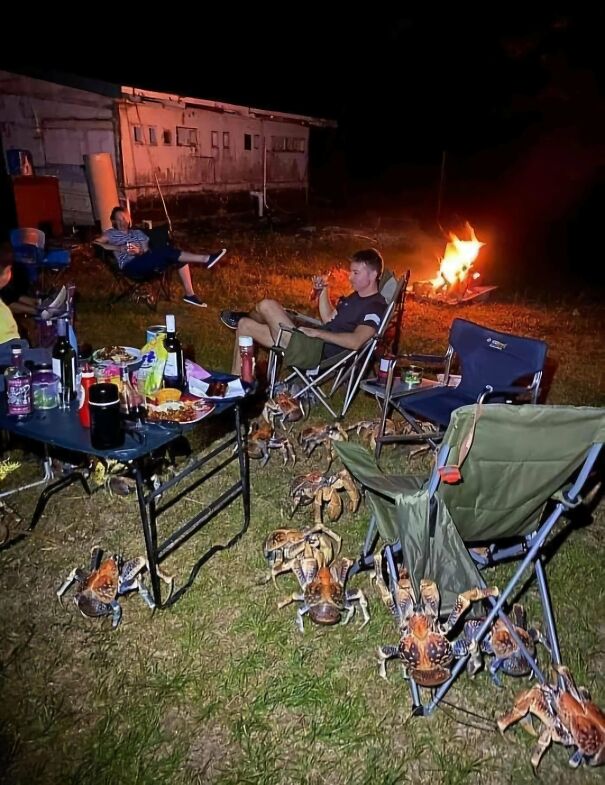 Camping in Australia surrounded by coconut crabs, chairs, and a campfire at night.