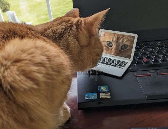 If You Have A Cat With A “If I Fits, I Sits” Mentality, This Toy Cat Laptop Is For Them