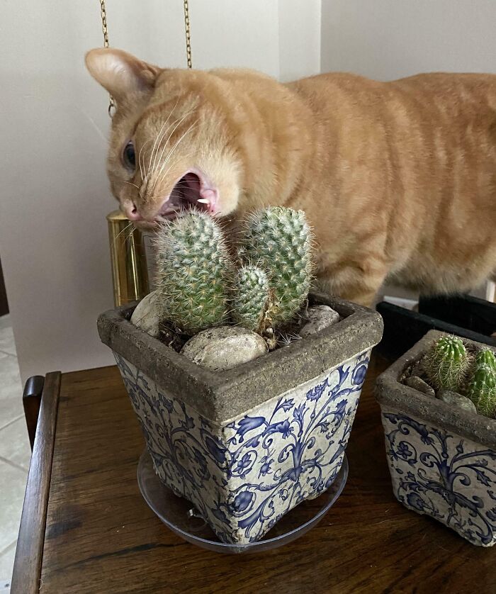 I’m Just Going To Chomp Hard On This Cactus